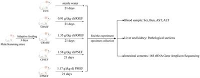 Toxicity evaluation of processing Evodiae fructus based on intestinal microbiota